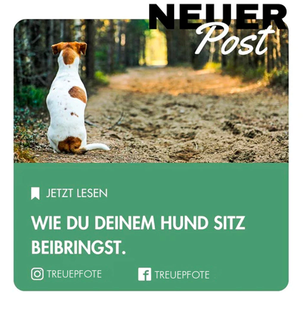 Wie du deinem Wuffy "Sitz" beibringst in nur 4 Schritten!
