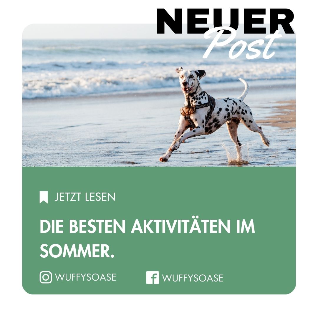 Die besten Aktivitäten für Hunde im Sommer